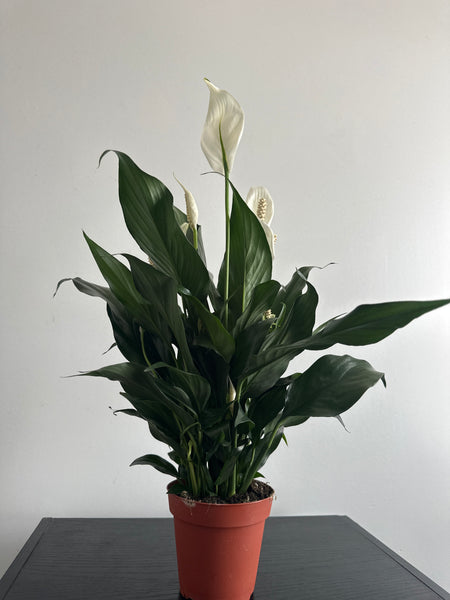 Peace Lily (c)