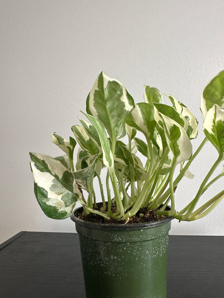 Pearls and Jade Pothos (f)