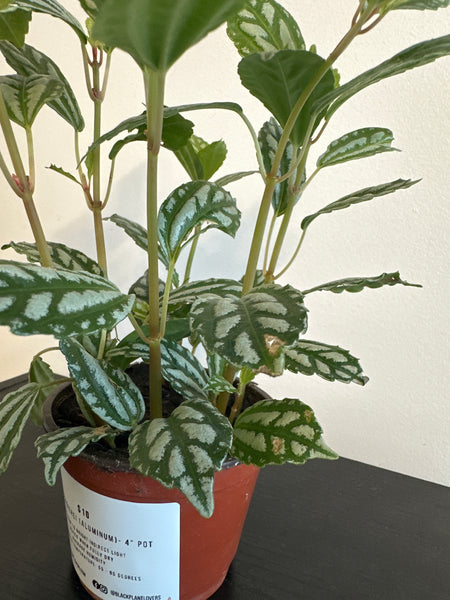 Pilea Cardieri (Aluminum) Plant (b)