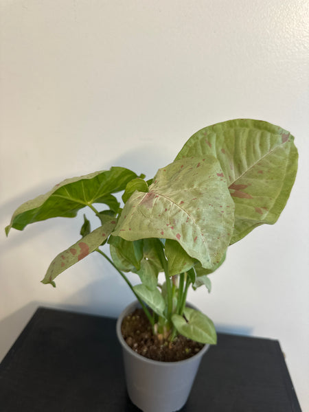 Syngonium 'Confetti' Arrowhead (a)