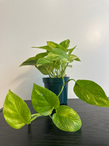 Pothos Neon Queen (b)