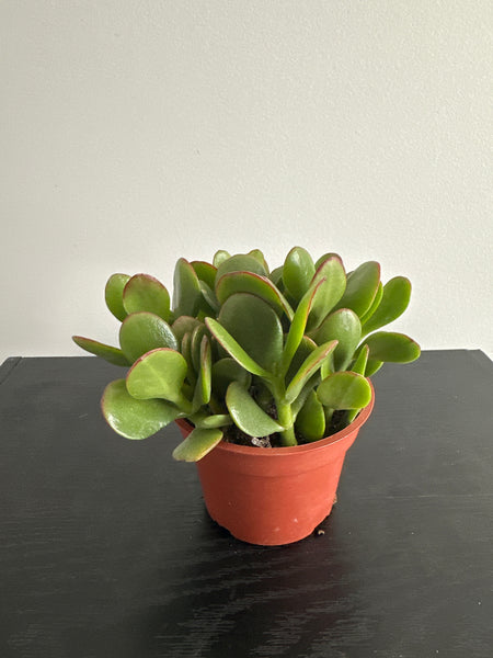 Jade Plant