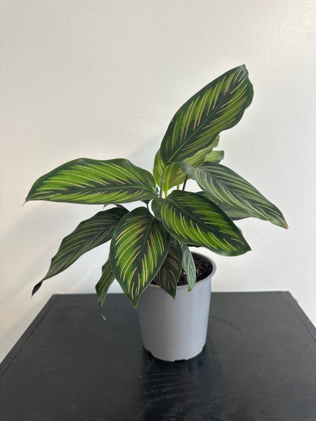 Calathea Beauty Star