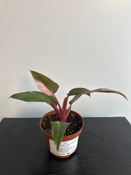 Philodendron 'Pink Princess' - 4” (d)
