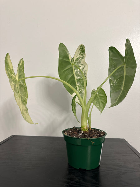 4" Variegated Alocasia 'Frydek' (c)