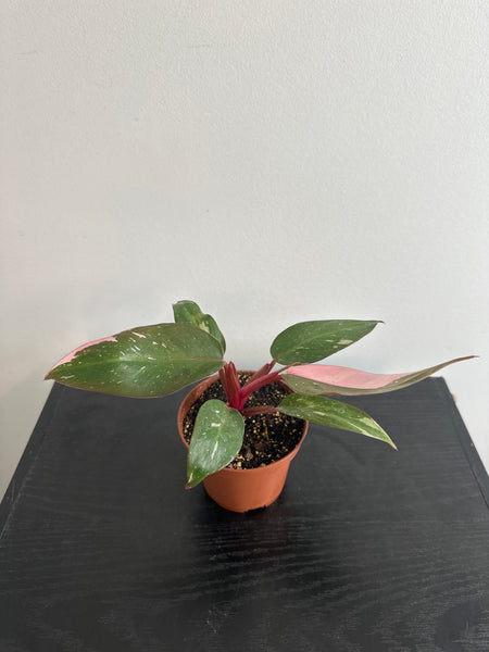 Philodendron 'Pink Princess' - 4” (d)