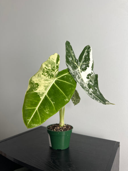 4" Variegated Alocasia 'Frydek' (a)