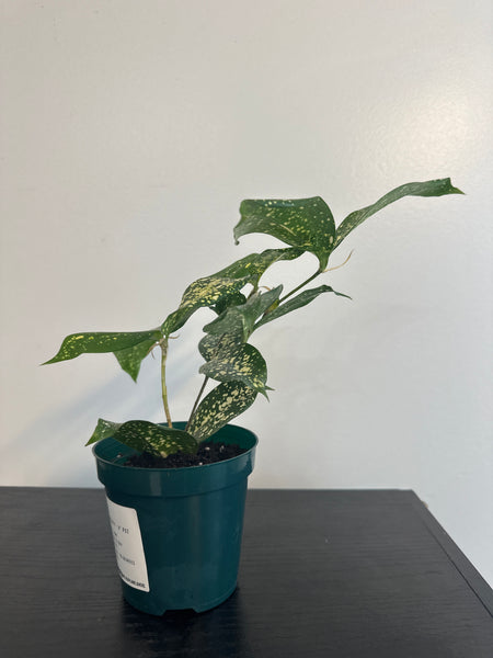 4" Dracaena Florida Beauty (b)