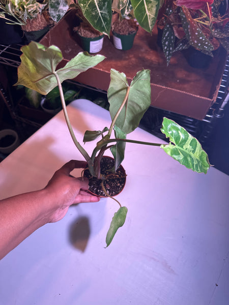 4" Philodendron ‘Paraiso Verde’ (e)