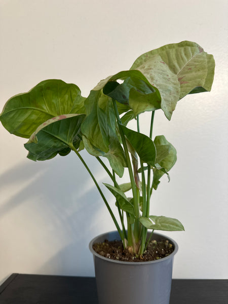 Syngonium 'Confetti' Arrowhead (a)