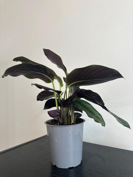 Calathea Beauty Star