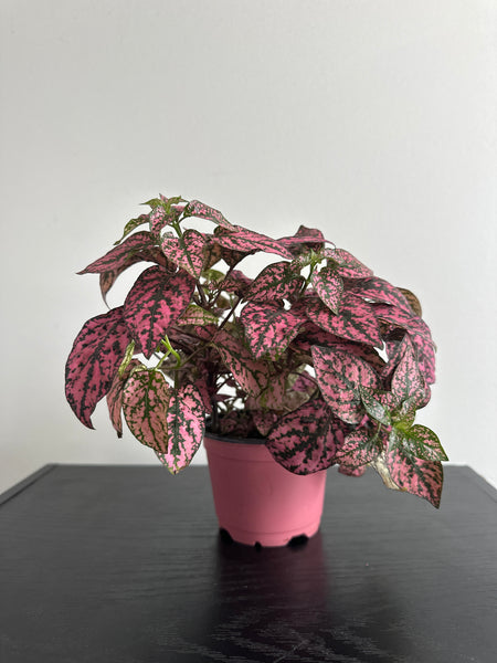 Polka Dot Plant (Pink Splash)