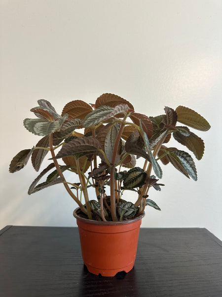 Pilea Spruceana “Friendship” Plant (a)