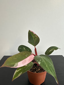 Philodendron 'Pink Princess' - 4” (d)