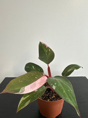 Philodendron 'Pink Princess' - 4” (d)
