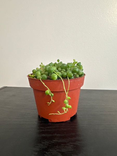 String of Pearls (c)