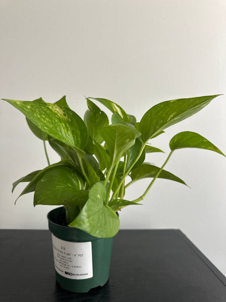 Golden Pothos