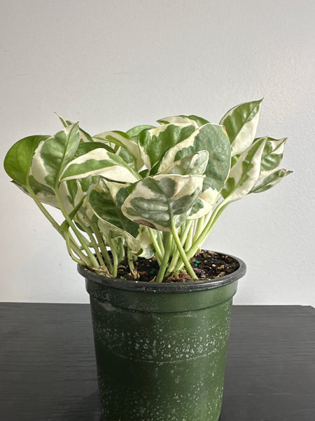 Pearls and Jade Pothos (g