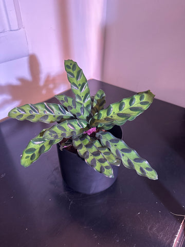 4" Calathea Lancifolia 'Rattlesnake' (a)