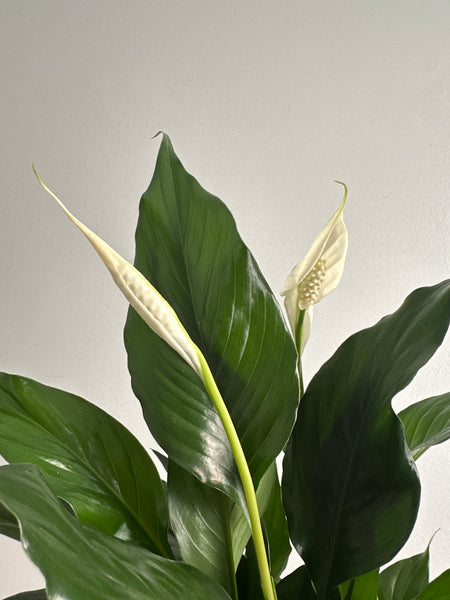 Peace Lily (a)