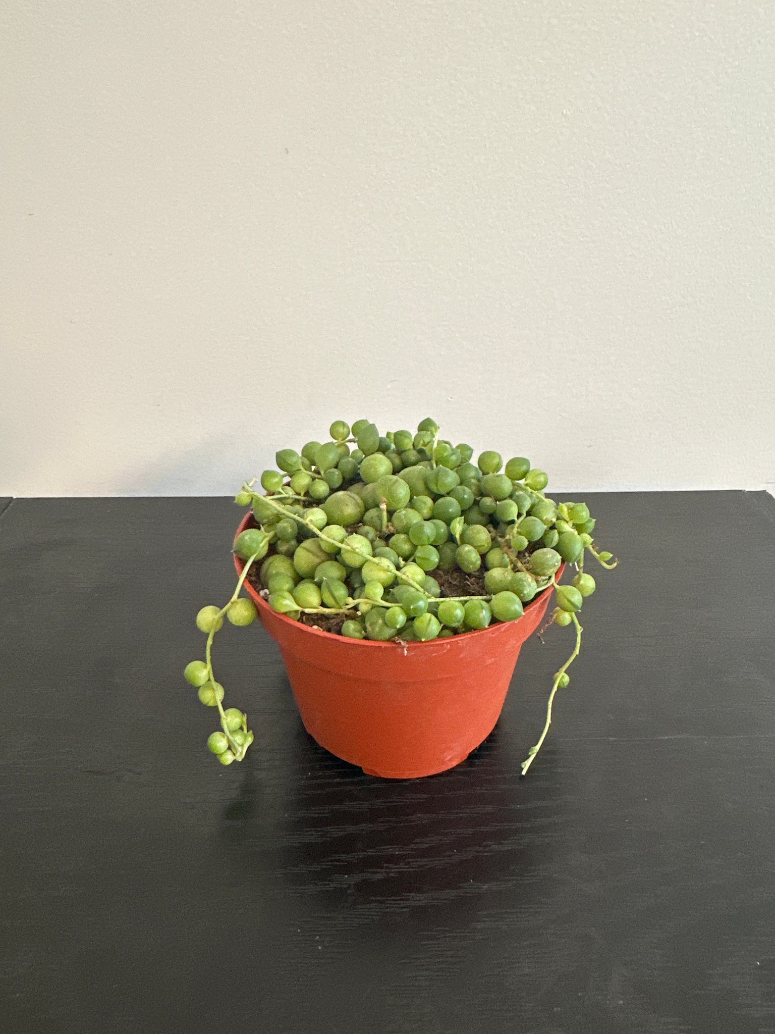 String of Pearls (b)