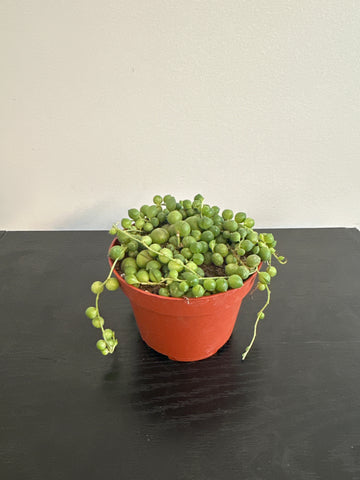 String of Pearls (b)