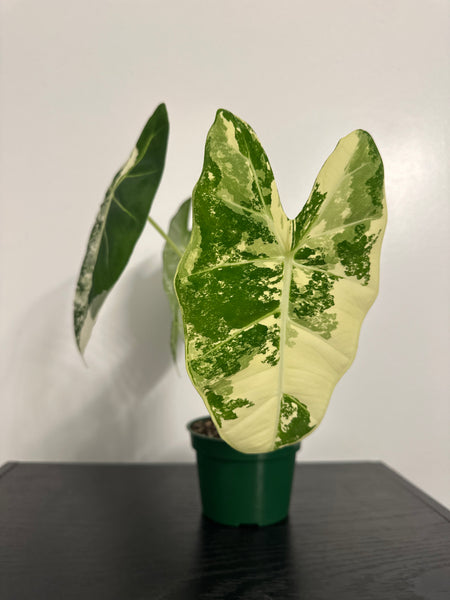 4" Variegated Alocasia 'Frydek' (c)