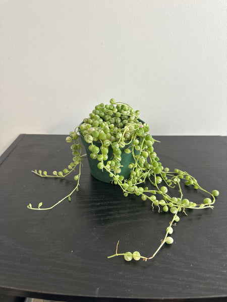 Variegated String of Pearls (a)