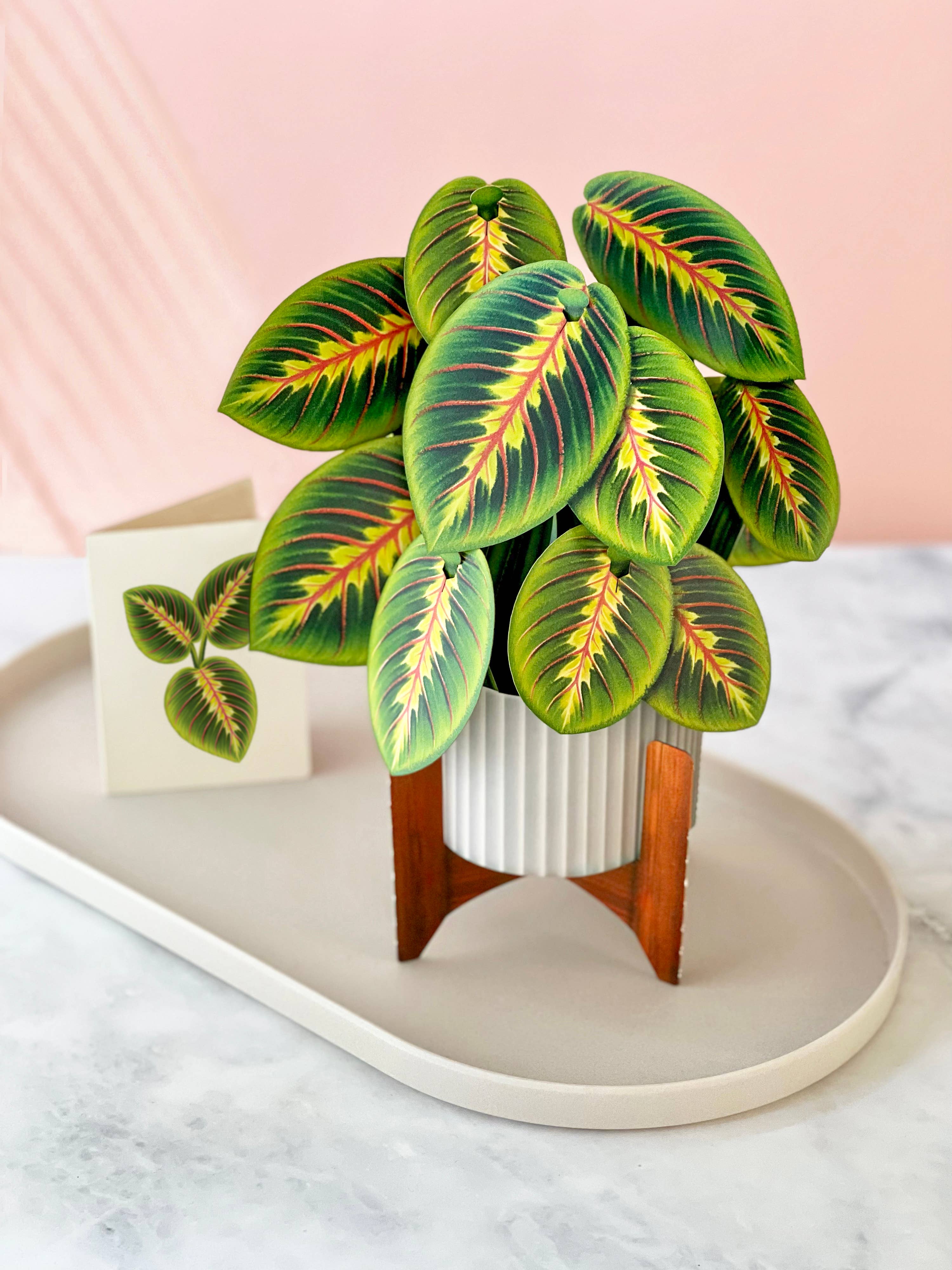 Prayer Plant Pop-up Greeting Cards