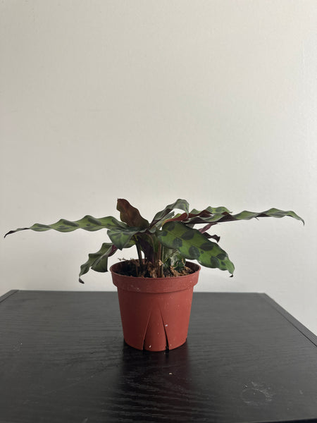 4" Calathea Lancifolia 'Rattlesnake' (e)