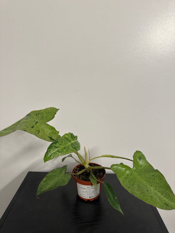 4" Philodendron ‘Paraiso Verde’ (d