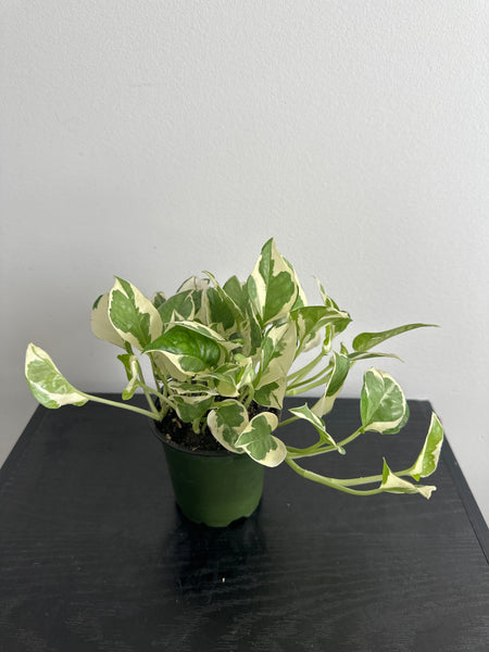 Pearls and Jade Pothos (e)