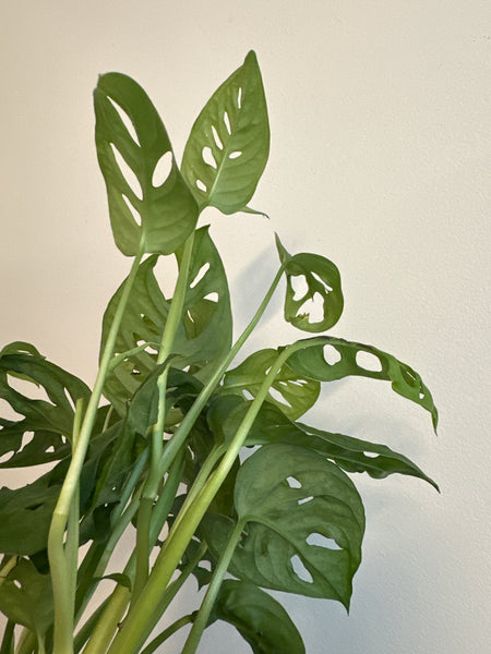 6” Monstera Adansonii (b)