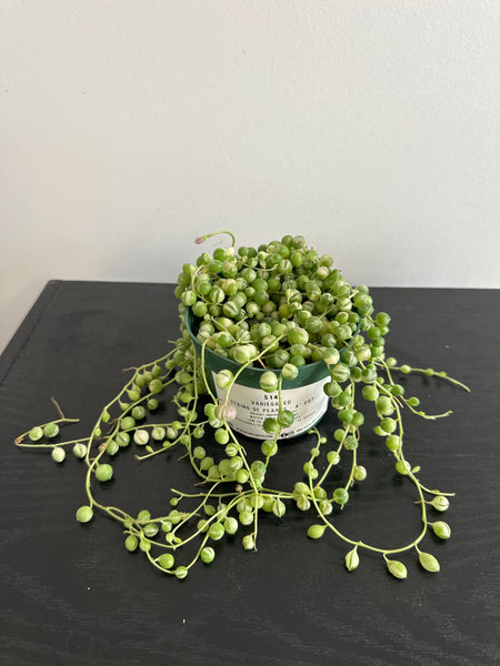 Variegated String of Pearls (a)