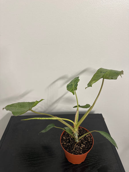 4" Philodendron ‘Paraiso Verde’ (d