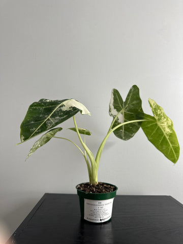 4" Variegated Alocasia 'Frydek' (a)