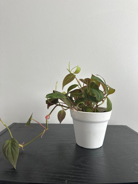 Philodendron Mican (b)