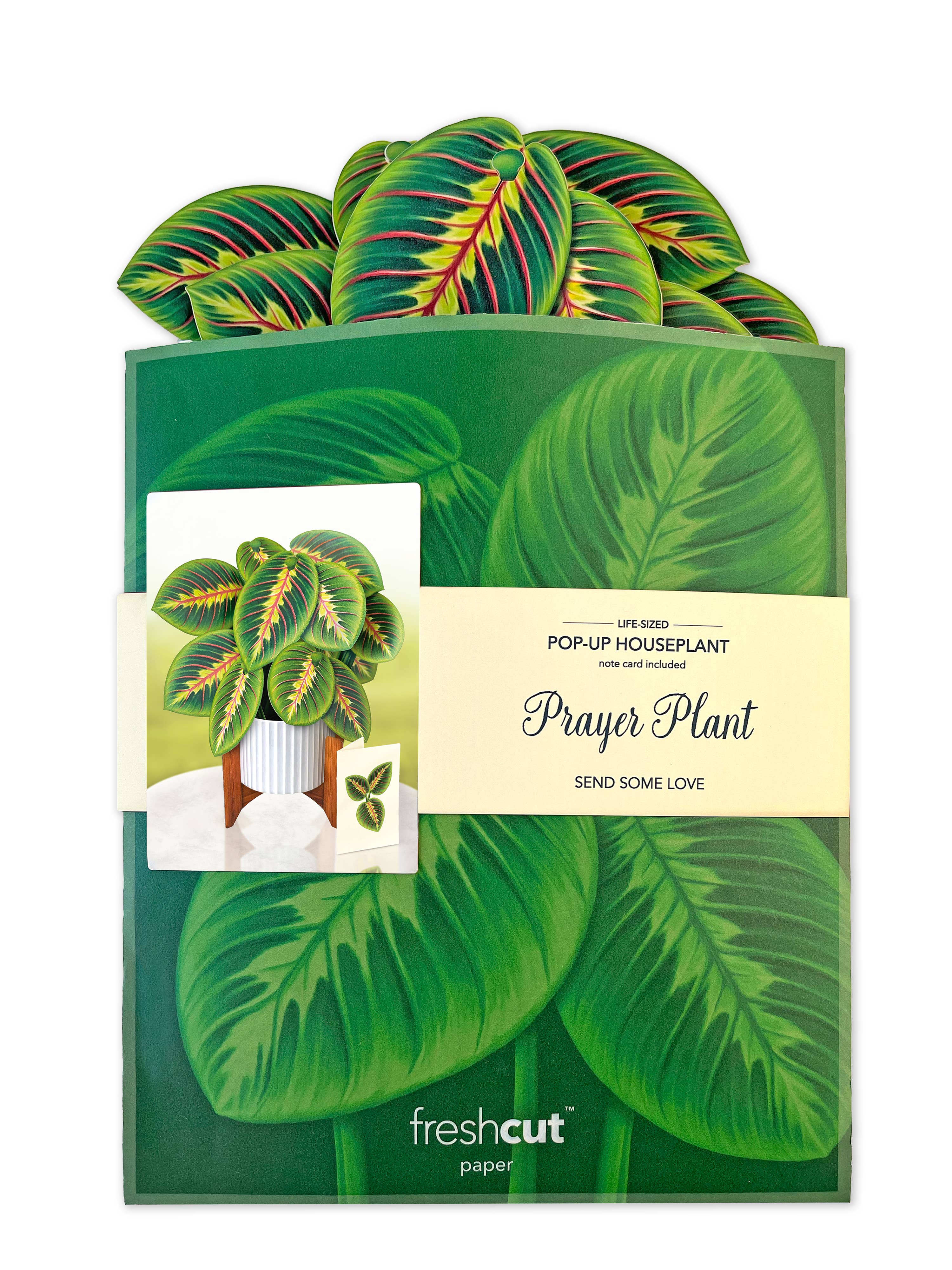 Prayer Plant Pop-up Greeting Cards
