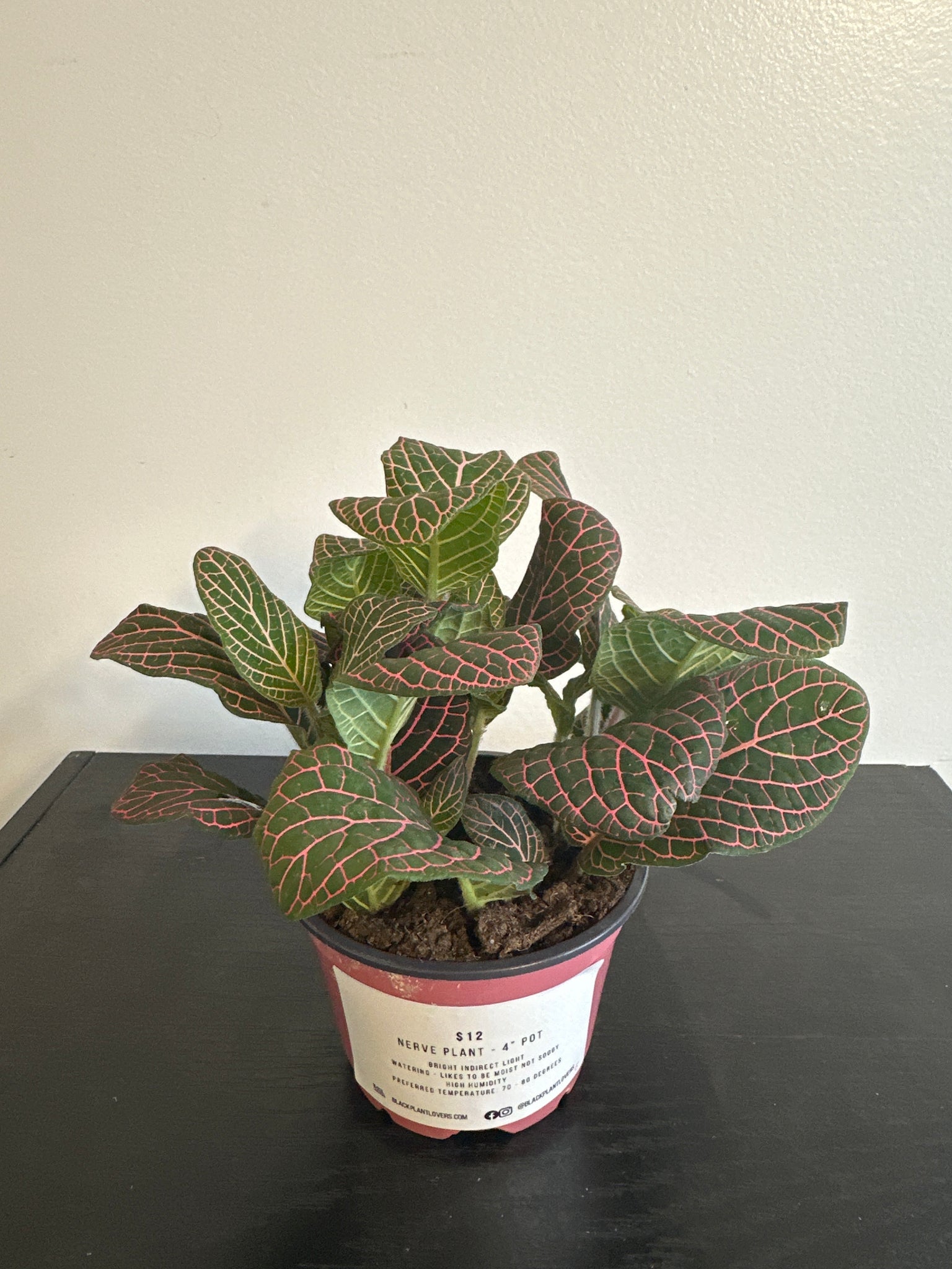 Fittonia Nerve Plant (b)