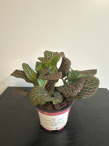 Fittonia Nerve Plant (b)