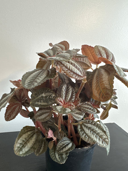 Pilea Spruceana “Friendship” Plant (b)