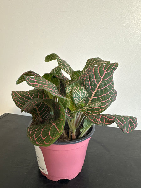 Fittonia Nerve Plant (b)
