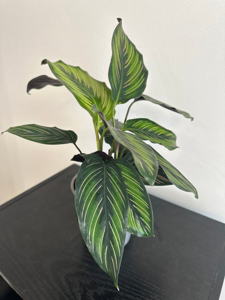 Calathea Beauty Star