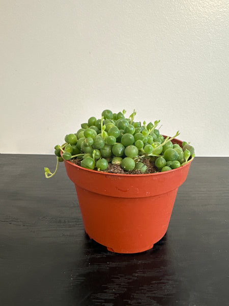 String of Pearls (a)