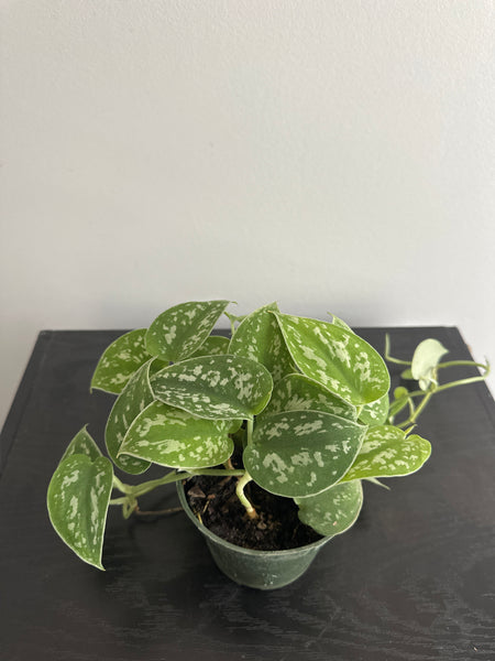 Scindapsus Pictus {Satin Pothos} (a)