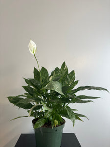 8 inch Variegated Peace Lily (a)