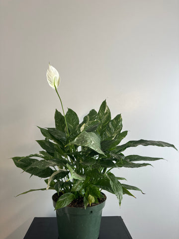 8 inch Variegated Peace Lily (a)
