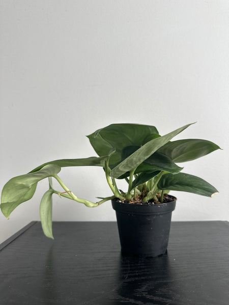 4" Scindapsus 'Jade Satin' (a)