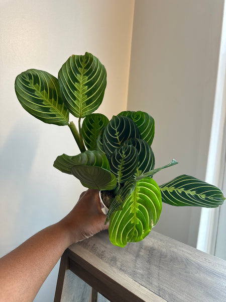 Lemon Lime Maranta Plant (b)