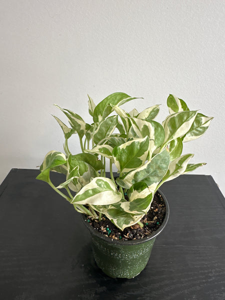 Pearls and Jade Pothos (g